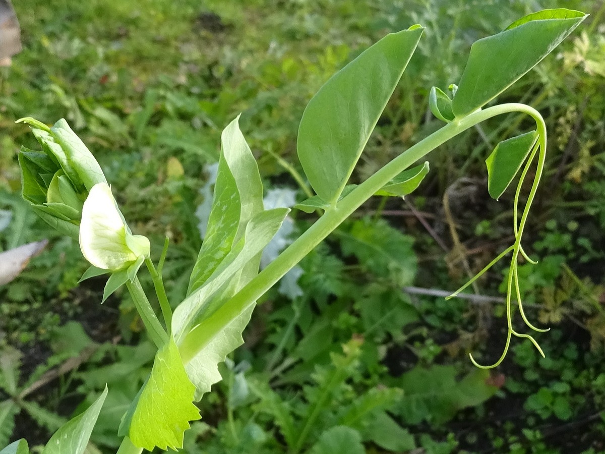 Lathyrus oleraceus subsp. oleraceus (Fabaceae)